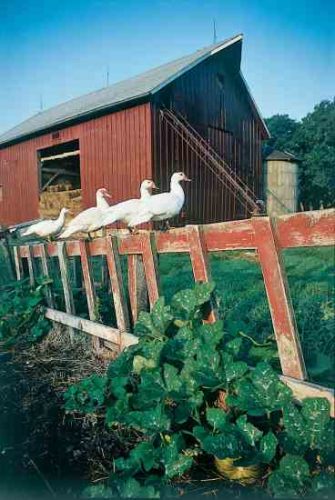 Raising Ducks Helps Your Garden Patch
